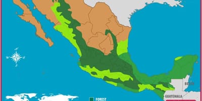 Kartet av Mexico skoger